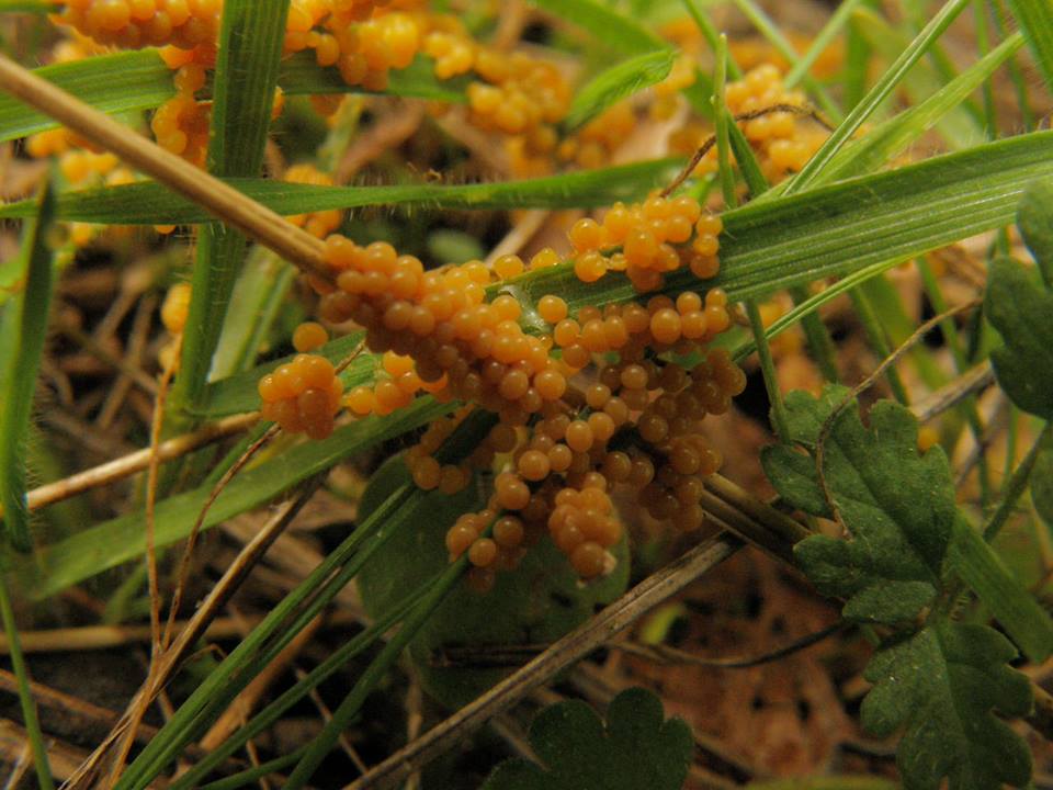 Badhamia foliicola??